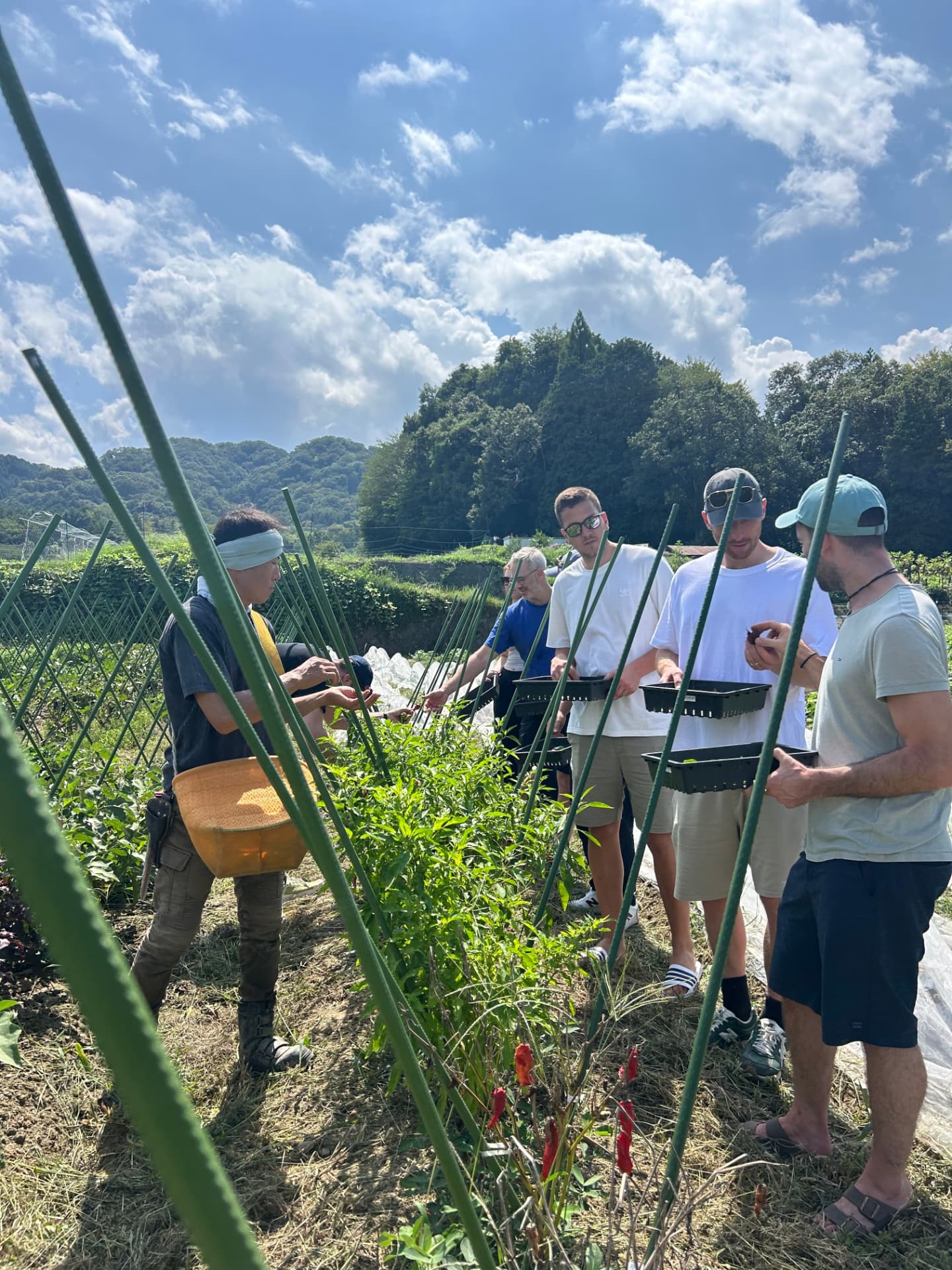 Guests harvesting chilies with a farmer in a Kameoka field