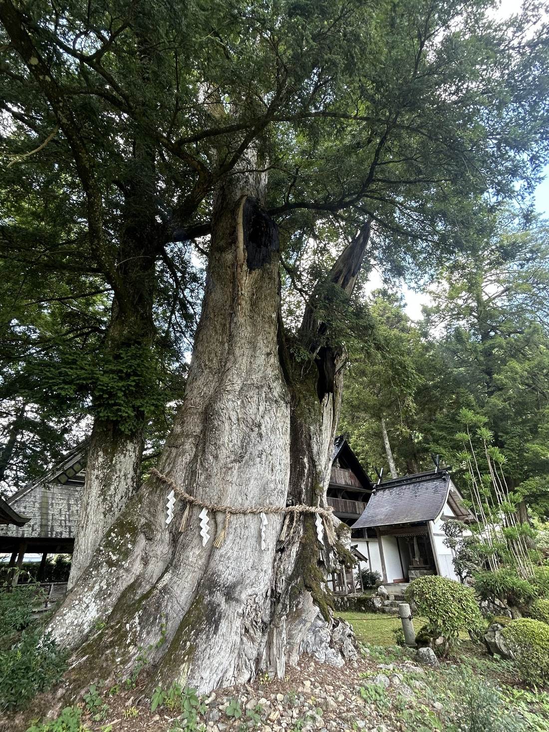 Ancient sacred tree with shimenawa rope beside a small shrine in Kameoka