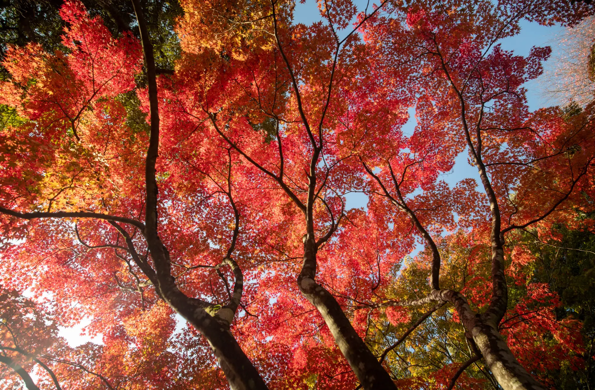 Scarlet and orange maple canopy lit by autumn sun