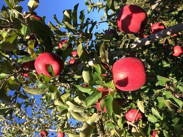 Ripe red apples on the branch against a blue autumn sky