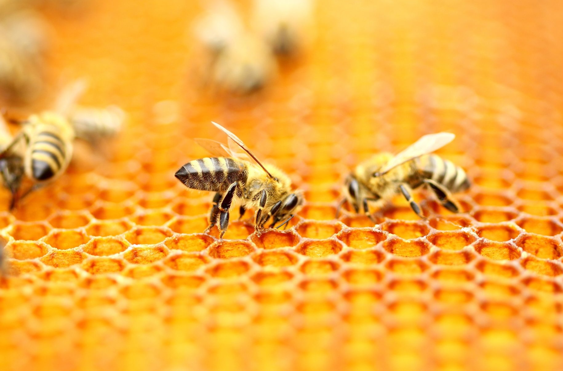 Japanese honeybees on a golden honeycomb